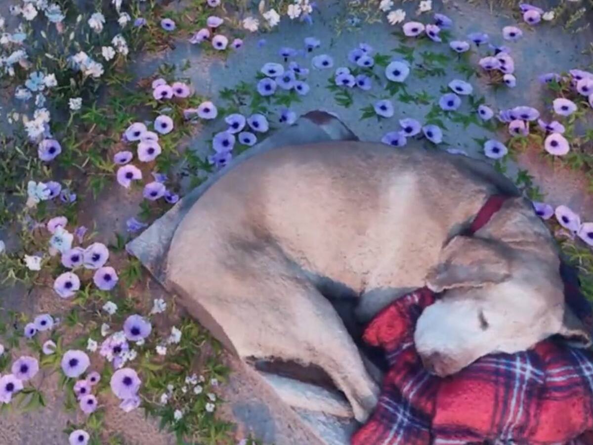 Gamer usó Realidad Virtual para “reencontrarse” con su perro fallecido y sacudió el corazón de miles